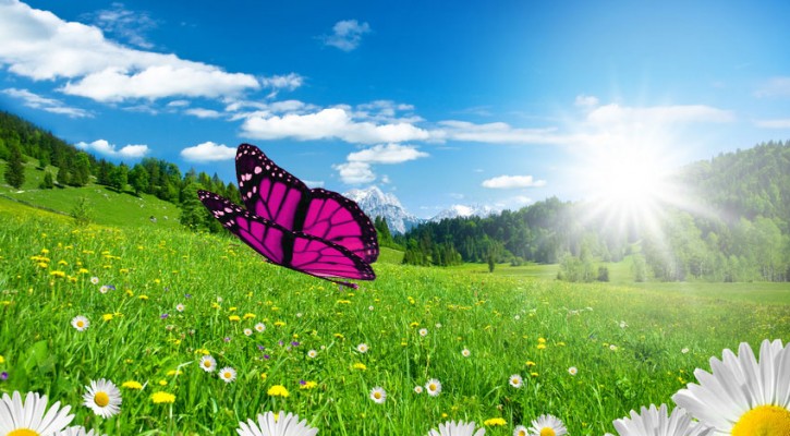 Animated Butterfly CSS3 Effects – Con bướm xinh phiên bản CSS3