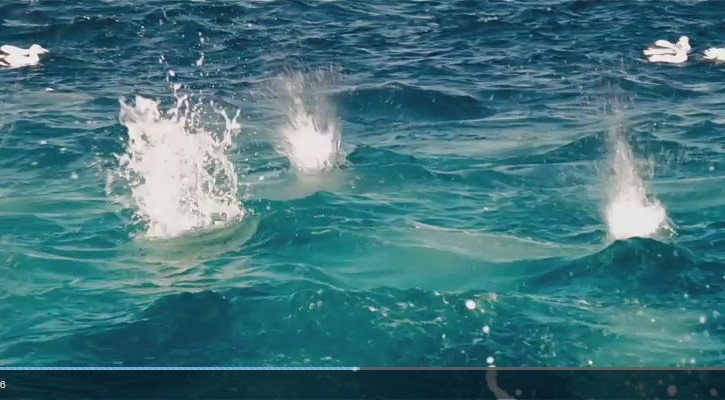 Hướng dẫn chèn HTML5 Video vào trang web bằng Video.js
