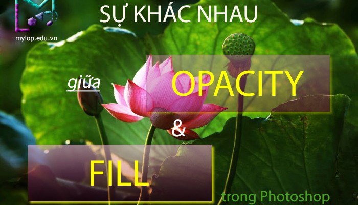 Sự khác nhau giữa Opacity và Fill trong Photoshop